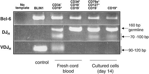 Figure 4. PCR analysis of DJH and VDJH gene rearrangements on DNA from different cell subsets. BLIN1, a pre–B-cell line that had completely rearranged VDJH, and CD34–CD19+ cells sorted from fresh cord blood were used as controls. Purified CD34+CD10–CD19– cord blood cells sorted at day 0 to initiate the cultures, CD79a+-enriched CDw127+CD11b–CD36–CD19– cells and CD19+ cells (both subsets sorted twice at day 14 from the cultures). PCR was performed on 20 000 cells, and Bcl-6 was used to monitor the integrity of DNA.