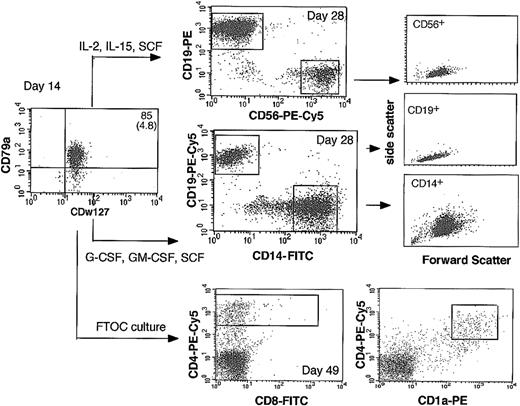 Figure 5. Immunophenotype of differentiated cells generated by CD79a-enriched CDw127+ cells. CD79a+-enriched CDw127+CD11b–CD36–CD19– cells generated by CD34+CD10–CD19– cord blood cells were sorted at day 14 and incubated 14 days on MS-5 stromal cells in culture conditions that favor B and NK lymphoid differentiation (middle column, top panel) or macrophage differentiation (middle column, middle panel). After 14 additional days in these conditions, cells were stained with lineage-specific antibodies and analyzed by flow cytometry as illustrated. FSC/SSC profiles of CD19+, CD56+, and CD14+ cells are indicated on the right panels. CD79a+-enriched CDw127+CD11b–CD36–CD19– cells were also grown for 35 days in FTOC organotypic culture (middle column, bottom panel). After the culture, cells collected by mechanical dissociation were labeled with MoAbs against CD4, CD8, and CD1a.