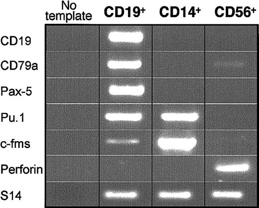 Figure 6. Expression of lineage-specific transcripts by differentiated CD19+, CD56+, and CD14+ cells generated by CD79a+-enriched CDw127+-CD11b–CD36–CD19– cells. PCR was performed on cDNAs derived from 10 000 CD19+, CD14+, and CD56+ cells generated by cultured CD79a+-enriched CDw127+CD19– cells. Results are shown for 1 of 3 similar experiments with similar results.
