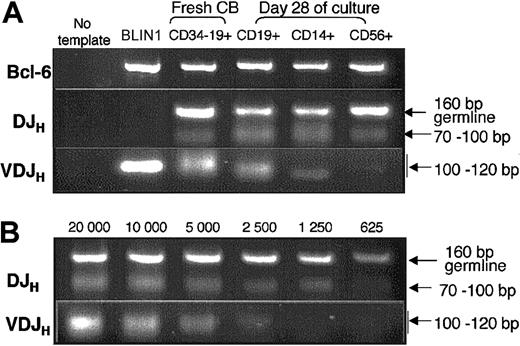 Figure 8. PCR analysis of DJH and VDJH gene rearrangements on DNA from differentiated CD19+, CD56+, and CD14+ cells generated by CD79a+-enriched CDw127+CD11b–CD36–CD19– cells. (A) BLIN1 and CD34–CD19+ were used as controls as described in the legend of Figure 4. CD19+ B cells, CD56+ NK cells, and CD14+ macrophages were obtained from cultured CD79a+-enriched CDw127+CD11b–CD36–CD19– cells and sorted twice at day 28 (> 98% purity). DNA was extracted from 20 000 cells, and PCR was performed as described in “Materials and methods.” (B) Results of PCR performed on serial dilutions of DNA extracted from CD19+ cells purified at day 28 as described in panel A.