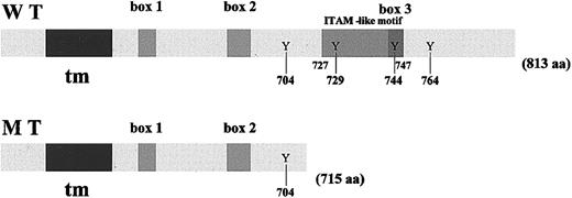 Figure 1. Structure of the cytoplasmic domain of WT G-CSF-R and the naturally occurring truncated mutant. The cytoplasmic domain of WT hG-CSF-R contains 3 cytokine receptor superfamily homology regions, designated box 1, box 2, and box 3 (gray boxes). The transmembrane domain of the receptor is represented as a black box. There are 4 tyrosine residues (Y) in the carboxy-terminal domain of G-CSF-R. The IL-3–dependent murine myeloid 32D cell line was transfected using a pLNCX retroviral expression vector containing human WT hG-CSF-R or the hG-CSF-R mutant (Δ715) cDNA. The putative ITAM-like motif, containing tyrosines 727 and 747, is indicated by the dark-gray box.