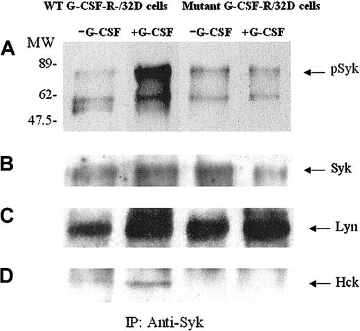 Figure 3. G-CSF–dependent Syk kinase phosphorylation occurs in WT G-CSF-R transfectants but not in transfectants expressing the truncated MT G-CSF-R. Murine 32D myeloid cells transfected with WT G-CSF-R or the truncated MT G-CSF-R, lacking the carboxy-terminal region of the receptor, were stimulated for 10 minutes with hG-CSF (300 ng/mL) and then lysed. SDS-PAGE was performed after immunoprecipitation of cell lysates with anti-Syk antibody. Blots were probed with antiphosphotyrosine antibody (A) and then stripped and reprobed with anti-Syk (B), anti-Lyn (C), or anti-Hck (D) antibodies. pSyk indicates phosphorylated Syk.