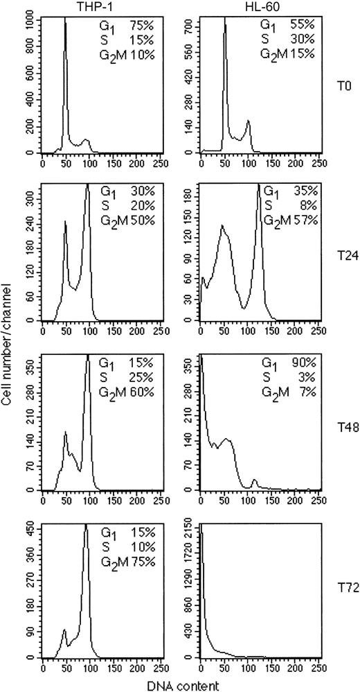 Figure 3. Time course of response of THP-1 and HL-60 cells to GO. The THP-1 and HL-60 cell lines were cultured in the presence of 300 ng/mL, and cells were fixed at the beginning of culture (T0) or after 24 hours (T24), 48 hours (T48), or 72 hours (T72). Cells were then stained with propidium iodide (PI) and analyzed for cell cycle. The results are representative of at least 2 independent experiments.