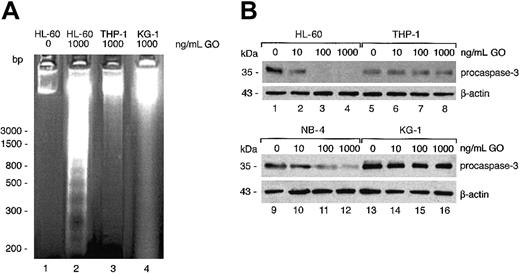 Figure 5. GO induces apoptosis and caspase 3 activation in sensitive cell lines. (A) The indicated cell lines were cultured in the presence or absence of 1000 ng/mL GO for 24 hours. DNA was then extracted and 1 μg run in a 2% agarose gel (lanes 2-4). As control, 100 ng DNA extracted from untreated HL-60 cells was also analyzed (lane 1). (B) The indicated cell lines were incubated with increasing concentrations of GO for 24 hours. Cytoplasmic extracts (50 μg) were analyzed by Western blotting with a procaspase 3–specific antibody, followed by a β-actin–specific antibody. The data are representative of at least 2 independent experiments. bp indicates base pair.