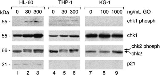 Figure 7. Chk1 and Chk2 phosphorylation correlates with G2 arrest. The indicated cell lines were cultured for 24 hours in the presence or absence of the indicated concentrations of GO. Cytoplasmic extracts (60 μg) were analyzed by Western blotting using antibodies specific for Chk1 protein, Chk1 phosphorylated on Ser345, Chk2, and p21. The results are representative of at least 2 independent experiments.