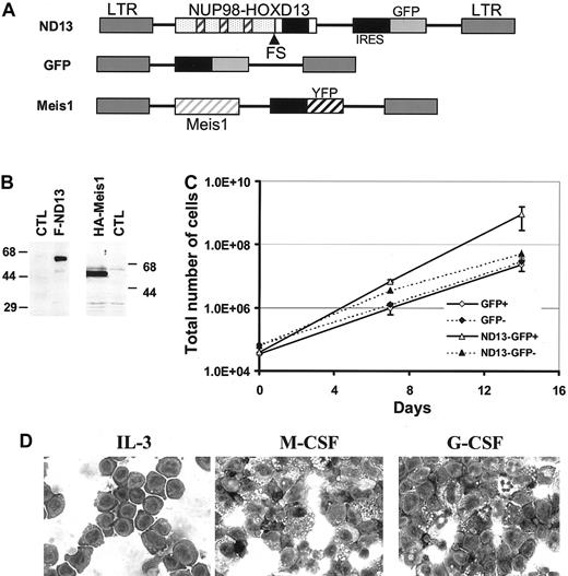 Figure 1. ND13 expression in BM confers a growth advantage to transduced BM cells. (A) Retroviral vectors used to express ND13 and Meis1 in murine BM. The FG repeats of the NUP98 gene and the homeodomain of HOXD13 are illustrated as hatched boxes and black boxes, respectively. (B) Western blot analysis of nuclear extracts from 293T cells transfected with FLAG-ND13 and HA-tagged Meis1 as detected with an anti-FLAG and an anti-HA monoclonal antibody, respectively. Molecular mass markers are indicated. (C) Cell expansion of transduced (GFP+) and nontransduced (GFP-) cells in cultures initiated with BM infected with GFP control or ND13 virus (mean ± SD). Results of a representative experiment (n = 3) are shown; each experiment was performed in triplicate cultures. (D) Wright-Giemsa (original magnification, × 400) staining of a representative ND13-transduced, IL-3–dependent cell line that underwent monocytic differentiation with M-CSF stimulation but remained predominantly blastic without granulocytic differentiation with G-CSF stimulation. ND13 indicates NUP98-HOXD13; FS, fusion site; LTR, long terminal repeat; and CTL, control.