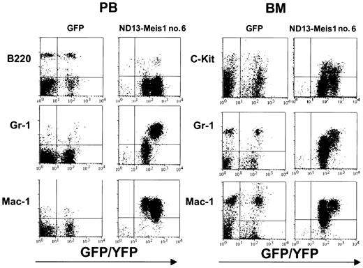 Figure 6. Immunophenotyping of leukemic cells derived from an ND13-Meis1 mouse. Shown are flow cytometric profiles for peripheral blood and BM of a GFP control and a representative ND13-Meis1 leukemic mouse.