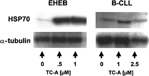 Figure 8. TC-A induces the up-regulation of HSP70 in EHEB cells and native B-CLL cells. EHEB cells (left) or primary B-CLL cells (right) were left untreated or treated with 0.5 μM, 1 μM, or 2.5 μM TC-A for 24 hours. Subsequently, up-regulation of HSP70 was detected by immunoblot analysis. As internal loading control for equal amounts of protein, α-tubulin was used. One representative result from at least 2 independent experiments is shown.