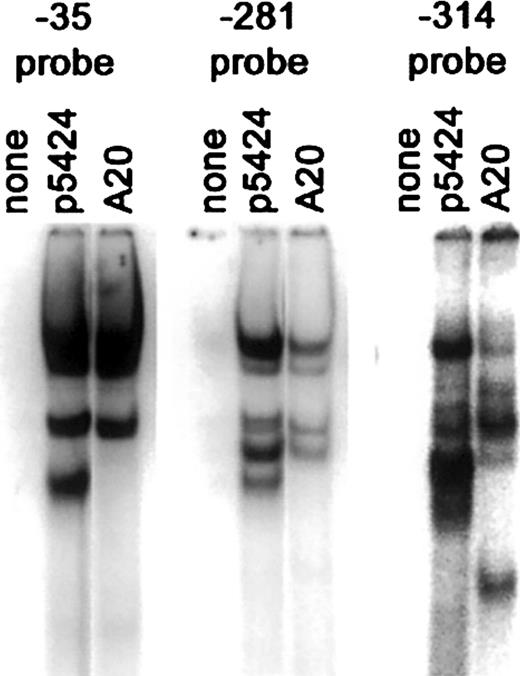 Figure 1. Identification of Dβ1 promoter sequences binding nuclear proteins in T and B cells. Overlapping double-stranded oligonucleotide probes spanning -350 to +150 were labeled and incubated with either no extract, p5424, or A20 nuclear extracts, as indicated, and were analyzed by EMSA on nondenaturing polyacrylamide gels. Results from probes centered at -35, -281, and -314 relative to Dβ1 are presented.