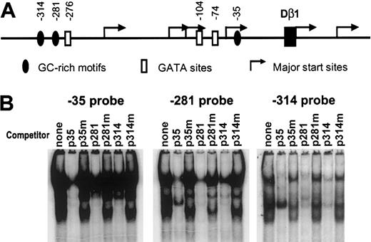 Figure 2. Three Dβ1 promoter probes bind the similar set of nuclear proteins. (A) Diagram of TCR Dβ1 promoter. GC-rich and GATA motifs in the Dβ1 promoter and major transcription start sites (from Doty et al24) are shown. (B) EMSA using nuclear extracts from the p5424 cell line were performed using labeled probes representing the 3 GC-rich motifs with no competitor or with competitors representing sequences with wild-type or mutant GC-rich motifs for the -35 probe (p35 or p35m), the -281 probe (p281 or p281m), or the -314 probe (p314 or p314m).