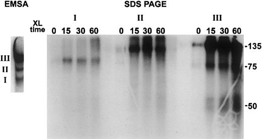 Figure 4. Characterization of –35 binding complexes using in-gel cross-linking. Following EMSA with p5424 nuclear extracts and labeled -35 probe, gel slices were exposed to UV radiation for 0, 15, 30, or 60 minutes, then exposed to film without drying. Individual complexes 1, 2, and 3 were then identified and extracted from the gel in denaturing/reducing loading buffer and were analyzed by SDS-PAGE. Approximate molecular weights are indicated.