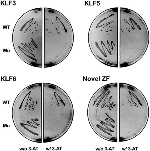 Figure 6. Specificity of yeast one-hybrid clones for binding the –35 GC-rich motif. Gal-4 fusion clones representing 3 Krüppel-like factors and a novel zinc-finger (ZF) protein (GenBank accession number AY117438) were transformed into yeast His3 reporter strains driven by 3 copies of wild-type (WT) or mutant (Mu) -35 motif. Strains were plated on Leu-His- plates with or without 3-AT.