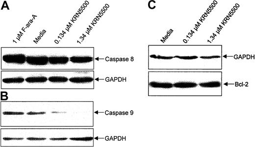 Figure 3. KRN5500 exposure to CLL cells in vitro causes caspase-dependent apoptosis via the intrinsic but not the extrinsic pathway of apoptosis and no change in Bcl-2 expression. (A) Expression of caspase-9 zymogen protein (48 kDa) in human CLL cells at 24 hours following incubation with medium or KRN5500 (0.134 or 1.34 μM) demonstrating processing of caspase-9 (and, thus, decrease in 45 kDa band), a finding supportive of activation of the intrinsic pathway of apoptosis. (B) Expression of caspase-8 zymogen protein (55 kDa) in human CLL cells at 24 hours following incubation with medium or KRN5500 (0.134 or 1.34 μM) demonstrating no processing of procaspase-8 (and, thus, no decrease in 55 kDa band), a finding supportive of KRN5500 apoptosis occurring independent of the extrinsic pathway of apoptosis. (C) Expression of the Bcl-2 protein in human CLL cells at 24 hours following incubation with KRN5500 (0.134 or 1.34 μM) demonstrating no change in Bcl-2 expression following treatment with this agent.