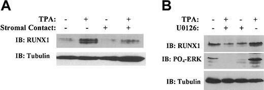 Figure 1. Expression of RUNX1 correlates with megakaryocytic induction of K562 cells. (A) Immunoblottting of whole cell lysates with rabbit anti-RUNX1. K562 cells were grown for 48 hours with or without TPA and with or without a bone marrow stromal monolayer. Immunoblotting with mouse antitubulin was performed to control for lane loading. (B) Immunoblotting of whole cell lysates with rabbit anti-RUNX1, rabbit anti–phospho-ERK, and mouse antitubulin. K562 cells were grown for 48 hours with or without TPA and with or without the MKK1/2 inhibitor U0126.