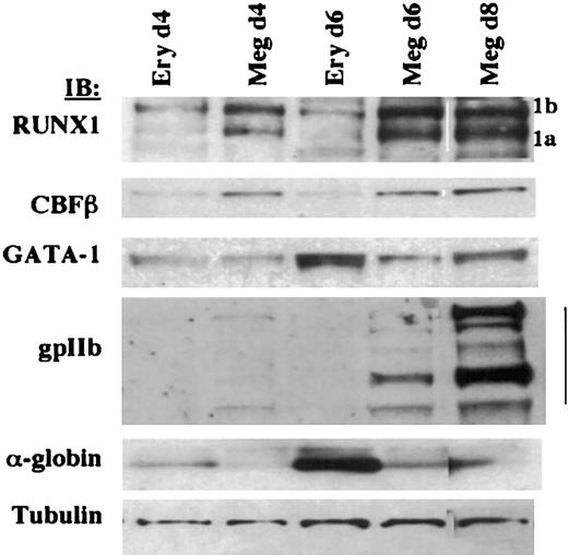 Figure 3. Expression profile of RUNX1, GATA-1, and CBFβ in primary CD34+human hematopoietic progenitors undergoing megakaryocytic and erythroid differentiation. Immunoblotting was performed on whole cell lysates with rabbit anti-RUNX1, mouse anti-CBFβ, rat anti–GATA-1 (N1), rabbit anti-gpIIb, rabbit anti–α-globin, and mouse antitubulin. Human CD34+ cells were grown in megakaryocytic or erythroid differentiation medium, and cells were harvested at the indicated durations. 1b and 1a refer to the AML1b and AML1a isoforms.