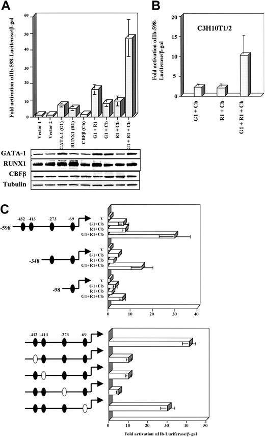 Figure 4. Cooperation of GATA-1, RUNX1, and CBFβ in transcriptional activation of the αIIb promoter. (A) Transactivation of αIIb-598-Luciferase reporter by GATA-1, RUNX1, and CBFβ. K562 cells were transiently cotransfected with the indicated vectors. Results were expressed as fold activation relative to empty expression vector control and were normalized for transfection efficiency with β-gal assays. Results represent the mean ± SEM of 3 independent experiments. To confirm transgene expression, whole cell lysates from duplicate transfections were subjected to immunoblot with the indicated antibodies. (B) Transactivation of αIIb-598-Luciferase reporter by GATA-1, RUNX1, and CBFβ in transiently transfected C3H10T1/2 fibroblasts. Results are expressed as fold activation relative to empty expression vector control and are normalized for transfection efficiency with β-gal assays. Results represent the mean ± SEM of 3 independent experiments. (C) Cis-acting sequences involved in transcriptional activation by GATA-1 plus RUNX1/CBFβ. Shown in the upper panel are αIIb 5′ promoter truncations: αIIb-348-Luciferase and αIIb-98-Luciferase were compared with αIIb-598-Luciferase in cotransfection assays, as above. Positions of RUNX sites, as determined by the TFSEARCH and TESS programs, are indicated by ovals. Shown in the lower panel are αIIB-598 promoter mutants in which individual RUNX sites have been mutated to the non-RUNX–binding sequence TGTTAG29 (hollow ovals). These Luciferase reporters were cotransfected into K562 cells with expression vectors for GATA-1 and RUNX1/CBFβ. Results are expressed as fold activation relative to empty expression vector control, normalized with β-gal assays. Results represent the mean ± SEM of 3 independent experiments.