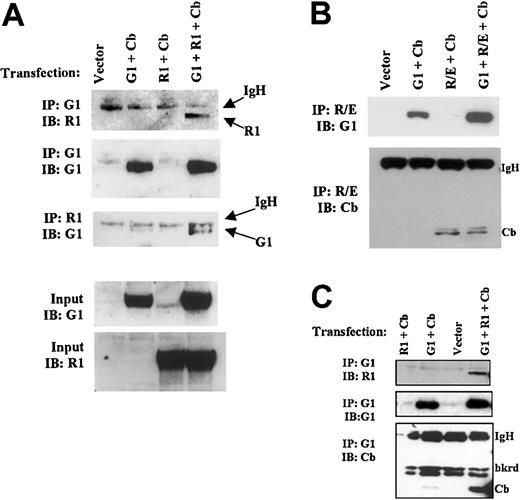 Figure 6. Physical association of GATA-1 with RUNX1 and with RUNX1-ETO. (A) Interaction of GATA-1 and RUNX1 in IP assays. HEK293T cells were cotransfected with pCMV-RUNX1 1-381, pEF-GATA-1, and pCMV-CBFβ, as indicated. Cellular extracts were immunoprecipitated (IP) using either rat anti–GATA-1 (N6) or rabbit anti-RUNX1 (rhd). Immunoprecipitates were immunoblotted (IB) with the indicated antibodies. (B) Interaction of GATA-1 and RUNX1-ETO. Immunoprecipitation–immunoblot assays were performed as in panel A, except that cells were transfected with pCMV-RUNX1-ETO instead of pCMV-RUNX1 1-381. (C) Participation of GATA-1, RUNX1, and CBFβ in a common complex. Immunoprecipitations were performed with rat anti–GATA-1 (N6) as in panel A, followed by immunoblotting with the indicated antibodies.