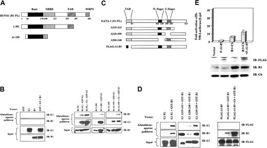 Figure 7. Mapping of domains important in the interaction of RUNX1 with GATA-1. Protein interactions were analyzed using mammalian GST pull-down. Vectors expressing GST alone, GST-GATA-1 full length, or GST-RUNX1 full length were cotransfected with expression vectors for RUNX1 and GATA-1 mutants into 293T cells. (A) Diagram of RUNX1 proteins analyzed, indicating the following domains: runt, negative regulatory domain for DNA binding (NRBD), transcriptional activation domain (TAD), and WRPY sequence, which binds TLE/groucho corepressors. (B) Absence of RUNX1 and GATA-1 binding to GST (left panel). Interaction of RUNX1 mutants with GST–GATA-1; where indicated, CBFβ (Cb) was coexpressed (right panel). (C) Diagram of GATA-1 proteins analyzed, indicating TAD and zinc fingers (left panel). (D) Interaction of GATA-1 mutants with GST-RUNX1; where indicated, CBFβ (Cb) was coexpressed (right panel). The Δ1-85 GATA-1 mutant was expressed with an amino terminal FLAG tag because of loss of epitopes recognized by the N1 and N6 monoclonal antibodies. (E) The Δ1-85 GATA-1 mutant shows loss of cooperation with RUNX1 plus CBFβ. Transactivation of αIIb-598-Luciferase reporter by FLAG-Δ1-85 GATA-1 (F-Δ1-85), RUNX1 (R1), and CBFβ (Cb). K562 cells were transiently cotransfected with the indicated vectors. Results represent the mean ± SEM of 3 independent experiments. Whole cell lysates from duplicate transfections were immunoblotted with the indicated antibodies.