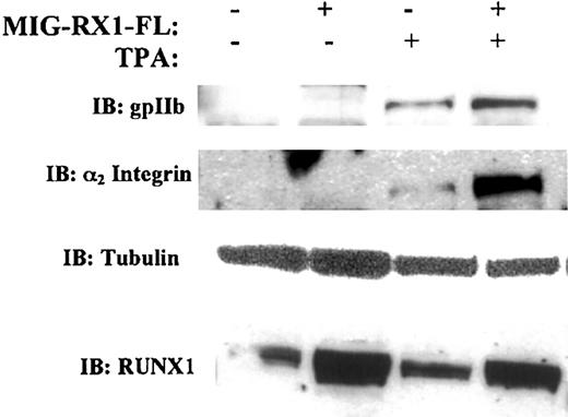 Figure 8. Enforced expression of RUNX1 is associated with enhanced up-regulation of the megakaryocytic integrins αIIb and α2. K562 cells were transduced with a RUNX1 retroviral construct (MIG-RX1-FL) or a control vector (MIG). GFP+ cells were sorted and induced to undergo megakaryocytic differentiation as described in “Materials and methods.” Whole cell lysates were immunoblotted with the indicated antibodies.