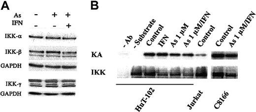 Figure 4. IKK protein level and kinase activity are not affected by As/IFN in HTLV-1+ cells. (A) Effects of As, IFN, and combined As/IFN on IKK-α, IKK-β, and IKK-γ protein levels in HuT-102 cells after 48 hours of exposure to these drugs. Equal protein loading was assessed by hybridization with anti-GAPDH antibodies. (B) Effect of As, IFN, and combined As/IFN on IKK activity in HTLV-1+ cells. Equal amounts of lysates from HuT-102, Jurkat, and C-8166 cells were immunoprecipitated with anti–IKK-α antibody. Kinase activity (KA) was determined as described in “Materials and methods” using (GST)-IκB-α as substrate. The membranes were subsequently probed with anti–IKK-α antibody to determine the amounts of immunoprecipitated kinases (IKK). Negative control reactions were performed without anti–IKK-α antibody (–Ab) or without (GST)-IκB-α (–substrate).