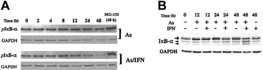 Figure 5. IκB-α is stabilized by As in an IKK-independent manner. Effects of As (1 μM), IFN (1000 IU/mL), combined As/IFN, or MG132 (5 μM) on phospho-IκB-α (A) and IκB-α (B) protein levels in HuT-102 cells at different time points. For IκB-α expression, the upper band (large arrow) represents the 36-kDa major IκB-α protein, whereas the lower bands of 34 and 32 kDa (small arrows) presumably represent N-terminal proteolytic forms of IκB-α up-regulated by As/IFN treatment.