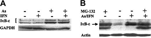 Figure 6. IκB-ϵ degradation by the proteasome is blocked by As exposure in HTLV-1+ cells. Effects of As, IFN, As/IFN combination, or MG132 on IκB-ϵ protein levels in HuT-102 cells after 48 hours of exposure to these drugs. Equal protein loading was assessed by hybridization with antiactin or anti-GAPDH antibodies.