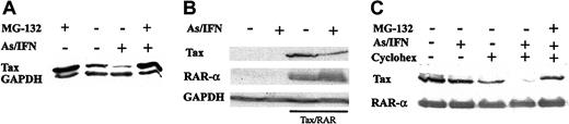 Figure 7. The As/IFN combination degrades Tax through the proteasome. (A) Effect of As/IFN or MG132 (5 μM) on the Tax protein level in HuT-102 cells after 48 hours of exposure to these drugs. Equal protein loading was assessed using anti-GAPDH antibodies. (B) Effect of As/IFN on Tax and RAR-α protein levels in HeLa cells cotransfected with PSG-Tax and PSG-RAR-α (underlined wells). Equal protein loading was assessed using anti-GAPDH antibodies. (C) Cycloheximide chase in HeLa cells cotransfected with PSG-Tax and PSG-RAR-α. Cells were exposed to As/IFN for 24 hours. When indicated, cycloheximide (50 μg/mL) or MG132 (50 μM) or both were added during the last 6 hours only.