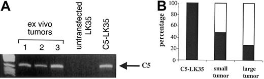 Figure 3. Loss of antigen-expressing tumor cells. (A) RT-PCR for C5 in ex vivo tumors (lanes 1-3) untransfected LK35, and C5-transfected LK35 tumor cells cultured under selection in vitro. (B) Percentage of antigen-positive (▪) and -negative (□) single cell clones from C5-transfected LK35 tumor cells maintained in vitro and ex vivo tumors (small and large). Single cell clones were assessed for their ability to activate the C5-specific A18 hybridoma to IL-2 secretion, measured by proliferation of IL-2—dependent CTLL cells using an alamar blue—based assay.