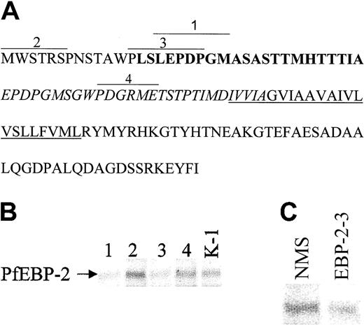 Figure 2. PfEBP-2 binds to aa 14-22 in exon 2 of GPC. (A) The amino acid sequence of GPC with the epitopes (overlined) corresponding to the monoclonal antibodies: Segment 1, 2B-41: antibody against GPC aa 16-22; Segment 2, 2B-39: antibody against GPC aa 1-6; Segment 3, 3-23: antibody against GPC aa 13-20; and Segment 4, 2B42: antibody against GPC aa 45-50. Exon 1 is represented by plain text; exon 2, bold text; exon 3, italicized text; and exon 4, plain text. The underlined amino acids represent the transmembrane domain. (B-C) mAbs against amino acid residues 13-20 and 16-22 of GPC inhibit binding of EBP-2 to red cells. Labeled supernatant proteins of P falciparum were mixed with normal RBCs preincubated with the different antibodies, followed by immunoprecipitations of the soluble extract. The bound PfEBP-2 is shown. Lane 1, antibody against GPC aa 16-22; lane 2, antibody against GPC aa 1-6; lane 3, antibody against GPC aa 13-20; lane 4, antibody against GPC aa 45-50; lane K-1, control mAb against the Kell protein; lane NMS, mouse preimmune serum; lane EBP-2, mouse anti–EBP-2-3.