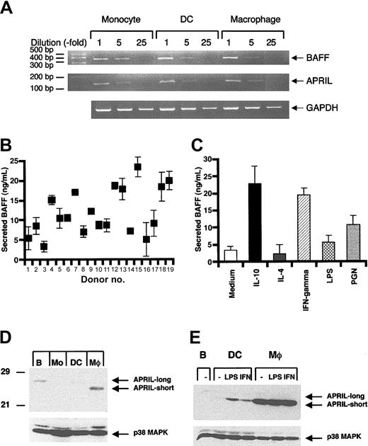 Figure 4. Expression of BAFF and APRIL in myeloid lineage cells. (A) Myeloid lineage cells express comparable levels of BAFF and APRIL mRNAs. First-strand cDNA was synthesized from RNase-free DNase-digested total RNA using oligo(dT) primers and Superscript II reverse transcriptase. BAFF, APRIL, and GAPDH were amplified by PCR using gene-specific primers. PCR products were resolved on NuSieve 3:1 agarose. DNA molecular size markers are indicated in the far left lanes. (B-C) Macrophages constitutively release BAFF; cytokines and bacterial cell wall components induce BAFF release from macrophages. Anti-human BAFF mAb-coated ELISA plates were incubated with PBS/BSA for 2 hours at room temperature. After blocking, culture supernatants or soluble BAFF as a standard was incubated overnight at 4°C with anti-BAFF—coated plates. Samples were incubated for 2 hours at room temperature with rabbit anti-human BAFF polyclonal serum and subsequently with goat anti-rabbit HRP for 1 hour at room temperature. HRP enzyme activity was quantified using TMB as a substrate at 450 nm. All values are the mean ± SD of triplicate samples. (D-E) Macrophages but not mono-DCs or monocytes constitutively express high relative levels of APRIL protein. APRIL is induced by LPS and interferon-γ in mono-DCs. Cell lysates (50 μg total protein) from B cells, macrophages, mono-DCs, and monocytes were resolved by SDS-PAGE, transferred to nitrocellulose membranes, and immunoblotted with APRIL antiserum (upper panel) or reprobed with p38 MAPK antiserum (lower panel) as a control for protein loading.