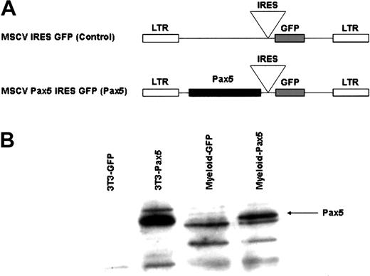 Figure 1. Generation of retroviral constructs. (A) A Pax5 cDNA was cloned upstream of the IRES sequence in the parental retroviral vector, MSCV.10 (B) Retroviral expression of Pax5 in NIH-3T3 cells and FACS-sorted myeloid-lineage (Mac-1+Gr-1+) cells isolated from reconstituted animals 12 weeks after transplantation. NIH-3T3 extract was obtained by transduction of cells with control or Pax5-expressing retroviral vectors. One million myeloid-lineage cells were used per lane. Western analysis was done using an anti-Pax5 antibody (Santa Cruz Biotechnology) and ECL.