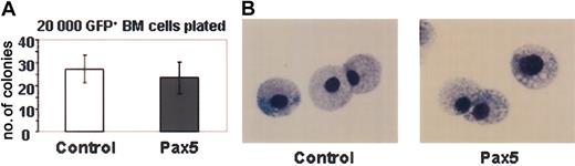 Figure 5. Myeloid colony-forming assay of GFP+ bone marrow cells isolated from control GFP- and Pax5-expressing animals. (A) Number of colonies obtained from plating 20 000 GFP+ bone marrow cells (P < .56). Colonies of more than 50 cells were counted as positive after 10 days in methylcellulose. (B) Representative cytospins from the in vitro grown myeloid colonies stained with Wright-Giemsa. Original magnification, × 1000.