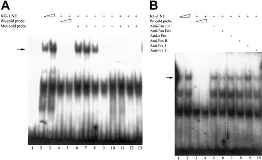 Figure 4. Binding of nuclear proteins from KG-1 cells to the FR-β promoter sequence – 338 nt to – 308 nt containing the repressor element. Nuclear extracts from KG-1 cells and 32P-labeled probe (– 338 nt to – 308 nt) were used in the EMSA as described in “Materials and methods.” (A) Competition assay to map the protein binding site for the major and specific EMSA band (arrow) observed for the wild-type probe, – 338 nt to – 308 nt. Lanes 1 to 13, 30 000 cpm 32P-labeled probe; lane 2, 2.5 μg KG-1 cell nuclear extract; lanes 3 to 13, 5 μg KG-1 nuclear extract; lane 4, 50-fold excess wild-type unlabeled probe (– 338 nt to – 308 nt); lane 5, 100-fold excess wild-type unlabeled probe (– 338 nt to – 308 nt); and lanes 6 to 13, 100-fold unlabeled mutated probes, each with 2 consecutive nucleotides mutated from pyrimidine to purine or vice versa. The positions of the mutated nucleotides are indicated as follows in parentheses: lane 6, m(– 322 nt, – 321 nt); lane 7; m(– 320 nt, – 319 nt); lane 8, m(– 318 nt, – 317 nt); lane 9, m(– 316 nt, – 315 nt); lane 10, m(– 332 nt, – 331 nt); lane 11, m(– 330 nt, – 329 nt); lane 12, m(– 328 nt, – 327 nt); and lane 13, m(– 325 nt, – 324 nt). (B) Effect of anti–AP-1 antibodies on specific KG-1 nuclear protein binding (arrow) to the labeled probe – 338 nt to – 308 nt. Lanes 1 to 10, 30 000 cpm 32P-labeled probe; lane 1, 2.5 μg KG-1 cell nuclear extract; lanes 2 to 10, 5 μg KG-1 nuclear extract; lane 3, 50-fold excess wild-type unlabeled probe; lane 4, 100-fold excess wild-type unlabeled probe; lane 5, 2.5 μg anti–pan-Jun antibody (broadly reactive with c-Jun, Jun B, and Jun D); lane 6, 2.5 μg anti–pan-Fos (broadly reactive with c-Fos, Fos B, Fra-1, and Fra-2) antibody; lane 7, 2.5 μg anti–c-Fos antibody; lane 8, 2.5 μg anti-FosB antibody; lane 9, 2.5 μg anti–Fra-1 antibody; and lane 10, 2.5 μg anti–Fra-2 antibody.
