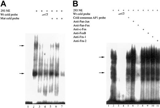 Figure 5. Binding of nuclear proteins from 293 cells to FR-β promoter sequence – 368 nt to – 328 nt containing the repressor element. Nuclear extracts from 293 cells were used in EMSA as described in “Materials and methods.” (A) Competition assay to map the 293 nuclear protein binding site for and specific EMSA band (arrows) observed for the wild-type probe, – 368 nt to – 328 nt. Lanes 1 to 7, 30 000 cpm 32P-labeled probe; lanes 2 to 7, 5 μg 293 nuclear extract; lane 3, 50-fold excess wild-type unlabeled probe (– 368 nt to – 328 nt); lane 4, 100-fold excess wild-type unlabeled probe (– 368 nt to – 328 nt); and lanes 5 to 7, 100-fold unlabeled mutated probes, each with 2 consecutive nucleotides mutated from pyrimidine to purine or vice versa. The positions of the mutated nucleotides are indicated as follows in parentheses: lane 5, m(– 360 nt, – 359 nt); lane 6; m(– 355 nt, – 354 nt); and lane 7, m(– 350 nt, – 349 nt). (B) Effect of unlabeled consensus AP-1 probe and anti–AP-1 antibodies on specific 293 nuclear protein binding (arrows) to the FR-β promoter – 368 nt to – 328 nt. Lanes 1 to 11, 30 000 cpm 32P-labeled probe; lanes 2 to 11, 5 μg 293 cell nuclear extract; lane 3, 50-fold excess wild-type unlabeled probe; lane 4, 100-fold excess wild-type unlabeled probe; lane 5, 100-fold unlabeled 21-mer AP-1 consensus probe (sequence, CGCTTGATGACTCAGCCGGGAA); lane 6, 2.5 μg anti–pan-Jun (broadly reactive) antibody; lane 7, 2.5 μg anti–pan-Fos (broadly reactive) antibody; lane 8, 2.5 μg anti–c-Fos antibody; lane 9, 2.5 μg anti-FosB antibody; lane 10, 2.5 μg anti–Fra-1 antibody; and lane 11, 2.5 μg anti–Fra-2 antibody.