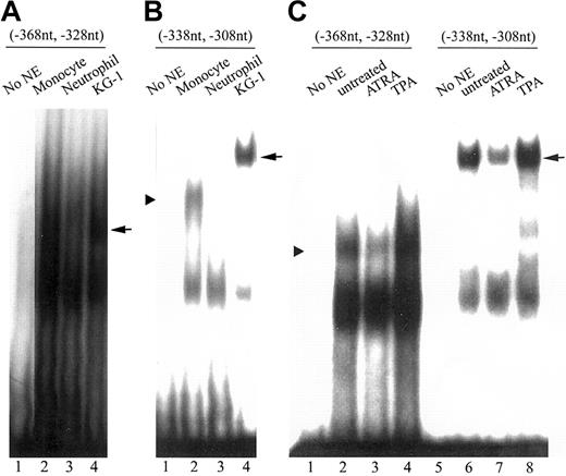 Figure 6. Association of nuclear proteins with the repressor elements in the FR-β promoter in relation to cell type and ATRA or TPA treatment by EMSA. (A) Nuclear protein binding to the repressor element in the FR-β promoter in peripheral blood monocytes and neutrophils. Lanes 1 to 4, 30 000 cpm 32P-labeled FR-β probe (– 368 nt to – 328 nt); lane 2, 10 μg nuclear extract from monocytes; lane 3, 10 μg nuclear extract from neutrophils; and lane 4, 5 μg nuclear extract from KG-1 cells. (B) Nuclear protein binding to the repressor element in the FR-β promoter in peripheral blood monocytes and neutrophils. Lanes 1 to 4, 30 000 cpm 32P-labeled FR-β probe (– 338 nt to – 308 nt); lane 2, 10 μg nuclear extract from monocytes; lane 3, 10 μg nuclear extract from neutrophils; lane 4, 5 μg nuclear extract from KG-1 cells. (C) Binding of nuclear protein from KG-1 cells treated with ATRA or TPA to repressor elements in the FR-β promoter. KG-1 cells were treated with ATRA (1 μM) or TPA (0.05 μM) for 5 days and nuclear extracts were made as described in “Materials and methods.” Lanes 1 to 4, 30 000 cpm 32P-labeled probe (– 368 nt to – 328 nt); lanes 5 to 8, 30 000 cpm 32P-labeled probe (– 338 nt to – 308 nt); lanes 2 and 6, 5 μg nuclear extract from KG-1 cells without treatment; lanes 3 and 7, 5 μg nuclear extract from KG-1 cells treated with ATRA; and lanes 4 and 8, 5 μg nuclear extract from KG-1 cells treated with TPA.