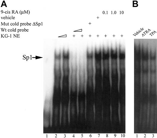 Figure 7. The effect of 9-cis RA on Sp1 binding to the FR-β promoter by EMSA. (A) Lanes 1 to 10, 30 000 cpm 32P-labeled probe (– 88 nt to – 33 nt); lane 2, 2.5 μg KG-1 nuclear extracts; lanes 3 to 10, 5 μg KG-1 nuclear extracts; lane 4, 50-fold excess wild-type cold probe (– 88 nt to – 33 nt); lane 5, 100-fold excess wild-type unlabeled probe (– 88 nt to – 33 nt); lane 6, 100-fold unlabeled mutated probe ΔSp1 (– 88 nt, – 33 nt); lane 7, nuclear extracts mixed with vehicle; lane 8, nuclear extracts mixed with 0.1 μM 9-cis RA; lane 9, nuclear extracts mixed with 1.0 μM 9-cis RA; and lane 10, nuclear extract mixed with 10 μM 9-cis RA. (B) Lane 1, 5 μg nuclear extract from KG-1 cells that were treated with vehicle for 5 days; lane 2, 5 μg nuclear protein from KG-1 cells that were treated with ATRA (1 μM) for 5 days; and lane 3, 5 μg nuclear protein from KG-1 cells that were treated with TPA (0.05 μM) for 5 days.