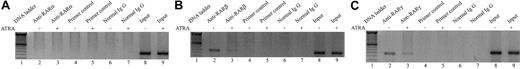 Figure 9. ChIP assays to detect the effect of ATRA on the in vivo association of the nuclear receptors for retinoic acid with the repressor region in the FR-β promoter. KG-1 cells were treated with 1 μM ATRA for 24 hours and subjected to ChIP assays as described in “Materials and methods.” In all panels: lane 1, 50-bp DNA ladder; lanes 2, 4, 6, and 8, KG-1 cells treated with vehicle; lanes 3, 5, 7, and 9, KG-1 cells treated with ATRA; lanes 4 and 5, primers amplifying an irrelevant region in the FR-β gene; lanes 6 and 7, normal rabbit IgG used for immunoprecipitation negative control; and lanes 8 and 9, input DNA used as template for PCR. (A) Effect of ATRA on the association of RARα with the repressor region in the FR-β gene. Antibody specific for RARα was used in lanes 2 to 5. (B) Effect of ATRA on the association of RARβ with the repressor region in the FR-β gene. Antibody specific for RARβ was used in lanes 2 to 5. (C) Effect of ATRA on the association of RARγ with the repressor region in the FR-β gene. Antibody specific for RARγ was used in lanes 2 to 5. Each experiment was repeated at least 4 times and concordant results were obtained.