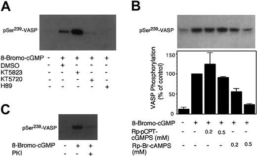 Figure 1. Effects of PKG and PKA inhibitors on 8-bromo-cGMP–induced phosphorylation of VASP at Ser239 in human platelets. Washed platelets (3 × 108/mL) were preincubated with (A) PKG inhibitor KT5823 (5 μM), PKA inhibitor KT5720 (5 μM), or PKA inhibitor H89 (50 μM); and (B) PKG inhibitor Rp-pCPT-cGMPS (0.2 and 0.5 mM), or PKA inhibitor Rp-Br-cAMPS (0.2 and 0.5 mM); and (C) myristoylated PKI peptide (14-22) (5 μM) for 10 minutes. Platelets were also preincubated with buffer or DMSO as controls. Platelets were further incubated with 8-bromo-cGMP (50 μM) at 37°C in the platelet aggregometer for 10 minutes (shorter incubation with 8-bromo-cGMP failed to induce significant VASP phosphorylation) and solubilized directly in SDS-PAGE sample buffer. Phosphorylation of VASP at Ser239 was detected by immunoblotting with a monoclonal antibody specifically recognizing Ser239-phosphorylated VASP, 16C2. Pictures shown in the figure are representative of 3 independent experiments. The bar graph depicts the quantitative results from 3 experiments obtained by scanning the 16C2 reactive bands and quantifying optical density using NIH Image software.