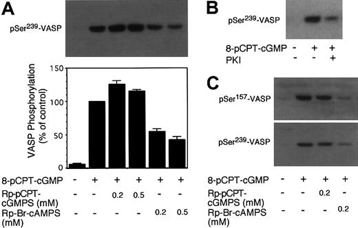 Figure 2. Effects of PKG and PKA inhibitors on 8-pCPT-cGMP–induced phosphorylation of VASP in human platelets. Washed platelets were preincubated with (A) PKG inhibitor Rp-pCPT-cGMPS (0.2 and 0.5 mM) or PKA inhibitor Rp-Br-cAMPS (0.2 and 0.5 mM); and (B) PKA inhibitor, myristoylated PKI peptide (14-22) (5 μM) for 10 minutes. Platelets were also preincubated with buffer or DMSO as controls. Platelets were further treated with 8-pCPT-cGMP (20 μM) at 37°C in the platelet aggregometer for 10 minutes and solubilized in SDS-PAGE sample buffer. Phosphorylation of VASP was then detected by immunoblotting as described in Figure 1. Pictures shown in the figure are representative of 3 independent experiments. The bar graph depicts the quantitative results from 3 experiments obtained by scanning the 16C2 reactive bands and quantifying using NIH Image software. (C) Washed platelets were preincubated with Rp-pCPT-cGMPS (0.2 mM) or Rp-Br-cAMPS (0.2 mM) for 10 minutes. Platelets were then treated with 100 μM 8-pCPT-cGMP at 37°C for 10 minutes. Phosphorylation of VASP at Ser239 was detected by immunoblotting with the monoclonal antibody 16C2. Phosphorylation of VASP at Ser157 was detected by immunoblotting with the monoclonal antibody 5C6.