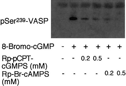 Figure 3. Effects of PKG and PKA inhibitors on the cGMP-induced VASP phosphorylation in mouse platelets. Washed mouse platelets (3 × 108/mL) were preincubated with Rp-pCPT-cGMPS (0.2 mM and 0.5 mM) or Rp-Br-cAMPS (0.2 mM or 0.5 mM) for 10 minutes. Platelets were then treated with 8-bromo-cGMP (100 μM) at 37°C for 10 minutes. Phosphorylation of VASP was detected by immunoblotting with monoclonal antibody 16C2 against the phosphorylated Ser239 site of VASP. Data shown are a representative of 3 independent experiments.