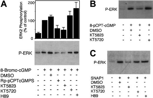 Figure 4. Effects of PKG and PKA inhibitors on 8-bromo-cGMP–induced phosphorylation of ERK MAP kinase. Washed platelets (1 × 109/mL) were preincubated with PKG inhibitors Rp-pCPT-cGMPS (500 μM) or KT5823 (5 μM), or PKA inhibitors KT5720 (5 μM) or H89 (50 μM) for 10 minutes. Platelets were also preincubated with buffer or the same concentration of DMSO (0.25%) as controls. DMSO had no effect on ERK phosphorylation level in resting platelets in the absence of cGMP analogs (data not shown). Platelets were then stimulated for 30 seconds in the platelet aggregometer with (A) 8-bromo-cGMP (0.1 mM), (B) 8-pCPT-cGMP, or (C) NO donor, glyco-SNAP1 (1μM), solubilized in SDS-PAGE sample buffer, separated by SDS-PAGE, and immunoblotted with a rabbit antibody specific for phosphorylated Thr202/Tyr204 site of ERKs. Pictures shown in the figure are representative of 3 independent experiments. The bar graph depicts the quantitative results from 3 experiments obtained by scanning and quantifying the immunoblotting results using NIH Image software. To quantify the relative effects of PKG or PKA inhibitors on cGMP-induced ERK phosphorylation, the level of ERK phosphorylation induced by the cGMP analog was set as 100%.