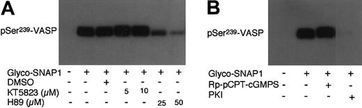 Figure 6. Effects of PKG and PKA inhibitors on glyco-SNAP1–induced phosphorylation of VASP at Ser239. Washed platelets were preincubated with (A) KT5823 (5-10 μM) or H89 (25-50 μM), (B) Rp-pCPT-cGMPS (0.2 mM) or PKI (50 μM) for 10 minutes. Platelets also were preincubated with buffer or DMSO as controls. Platelets were then treated with glyco-SNAP1 (1 μM) at 37°C in the platelet aggregometer for 5 minutes. VASP phosphorylation was then detected by immunoblotting as described in Figure 1. Data shown are representative of at least 3 independent experiments.