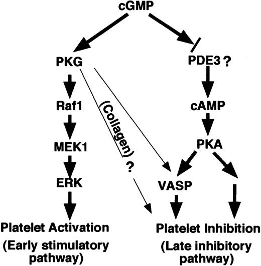 Figure 8. The mechanisms of cGMP-induced biphasic platelet responses. Elevation of cGMP levels in platelets induces an early phase stimulatory platelet response, promoting platelet aggregation induced by certain agonists such as thrombin and VWF.5,6 This response is mediated via PKG-ERK signaling pathway.5,6 Subsequently, cGMP, possibly by inhibiting phosphodiesterase 3, causes elevation of cAMP in human platelets, activating PKA. PKA, by inducing phosphorylation of VASP and other intracellular molecules, plays a predominant role in inhibition of platelets, preventing overgrowth of hemostatic thrombus. In platelets stimulated with collagen, however, PKG is also involved in the inhibitory phase of cGMP effect in addition to a predominant role of PKA.19 PKG is important in the inhibitory phase of cGMP in collagen-induced mouse platelet aggregation and cGMP analog–induced VASP phosphorylation in mouse platelets.25