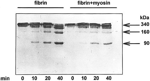 Figure 4. Myosin and fibrin as substrates of plasmin. Fibrin (prepared from 3 μM fibrinogen) was digested with plasmin (10 nM) in the absence or in the presence of 2 μM myosin under the conditions described in “Materials and methods” for the turbidimetric assay. The reactions were stopped at the indicated times by dissolving the clots in 100 mM Tris-HCl, pH 8.2, buffer containing 100 mM NaCl, 8 M urea, and 2% sodium dodecyl sulfate and boiling. The samples were analyzed with electrophoresis on 10% polyacrylamide gel under nonreducing conditions.