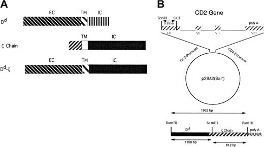 Figure 1. The Dd-ζ construct. (A) A chimeric protein containing the extracellular (EC) and transmembrane (TM) portions of the mouse H-2 Dd molecule associated with the intracellular (IC) portion of the mouse ζ chain. (B) A schematic illustrating the cloning of the Dd-ζ construct into the human CD2 promoter/enhancer cassette p29Δ2(Sal–). The Dd-ζ chimera was partially digested with BamH1, such that only the poly A tail was removed. An EcoR1-SalI fragment was removed from p29Δ2(Sal–) and replaced with the Dd-ζ chimera by blunt-end ligation.