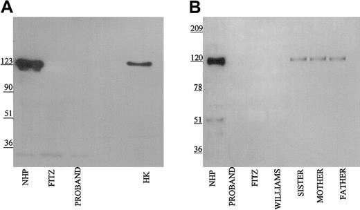 Figure 6. Immunoblot of plasma with monoclonal antibodies HKL24 and HKL16. Samples were processed as detailed in the legend to Figure 1 except that monoclonal antibodies HKL24 (panel A) and HKL16 (panel B) were used at 2 μg/mL.