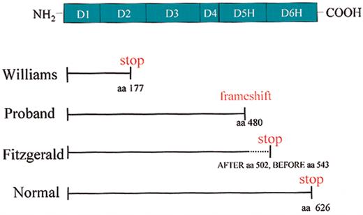 Figure 8. Characterization of molecular defects of HK-deficient patients. The domain structure of HK is shown. Solid lines indicate the size of the plasma proteins. The dotted lines indicate the size of the DNA that has the potential to make the protein. Williams trait (Williams) has a premature stop codon at amino acid (aa) 177 of the mature protein. The propositus (Proband) has no plasma HK as result of a single base pair deletion at amino acid 480 of the mature protein and the degeneration into a stop codon downstream. Fitzgerald trait (Fitzgerald) has identified protein antigen through amino acid 502 of the mature protein. Normal full-length HK is 626 amino acids in the mature, secreted protein.