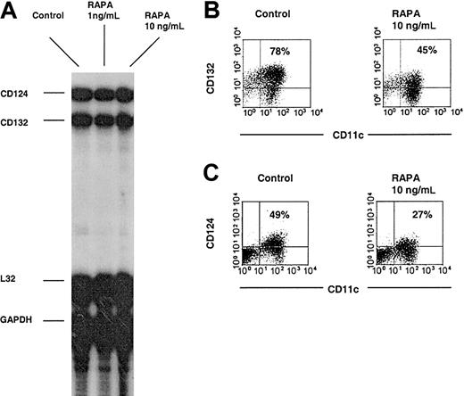 Figure 2. RAPA suppresses DC high-affinity IL-4R complex expression at the posttranscriptional level. BM-derived DCs were generated with GM-CSF plus IL-4, purified by immunomagnetic bead sorting and subjected to RNase protection assay or directly analyzed by flow cytometry. (A) Comparative RNase protection assay analysis indicates no effect of RAPA on CD124 or CD132 mRNA expression. L32 and GAPDH represent internal controls. (B-C) Down-regulation of CD124 and CD132 cell surface expression by RAPA. Cells were gated on CD11c. The incidence of CD11c+ cells expressing the antigen of interest is indicated. Results show representative data of 3 (A-B) and 5 (C) experiments.
