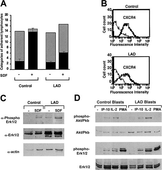 Figure 3. Normal GPCR signaling but defective chemokine-activated adhesion in LAD PBLs. (A) Effect of SDF-1 on normal and patient PBL rolling and arrest on TNF-activated HUVECs under physiological shear flow. Leukocytes isolated from a healthy donor (control) or patient (LAD) were perfused for 1 minute at 0.75 dyne/cm2 over HUVEC monolayers, and the number of accumulated leukocytes that either continued to roll (▦) or came to full arrest (▪) was determined. Transient tethers comprised less than 10% of the total cell-capturing events and were not included in the analysis. Results are given as mean ± range of determinations in 2 fields of view. (B) FACS staining of CXCR4 on control and LAD PBLs with the 12G5 mAb. Background staining is indicated by the thin black lines. (C) SDF-1 stimulation (100 nM, 30 seconds) of ERK1/2 phosphorylation in control or LAD PBLs. Immunoblotting with antiphosphospecific ERK1/2 (top panel) and anti-ERK (middle panel) is depicted. Cell lysates were separated on reducing 10% sodium dodecyl sulfate–polyacrylamide gel electrophoresis (SDS-PAGE). Control actin immunoblotting (bottom panel) is shown. (D) IP-10, IL-2, and phorbol ester stimulation of Akt (Pkb) and ERK1/2 in T lymphoblasts. Blasts were stimulated with either IP-10 (100 nM, 30 seconds), IL-2 (1000 U/mL, 5 minutes), or PMA (100 ng/mL, 2 minutes) before lysis. Immunoblotting with antiphosphospecific Akt or ERK1/2 (first and third rows, respectively) and anti-Akt or ERK (second and fourth rows, respectively) is depicted. In panels C-D, lysates of agonist-stimulated lymphocytes were separated on reducing 10% SDS-PAGE.