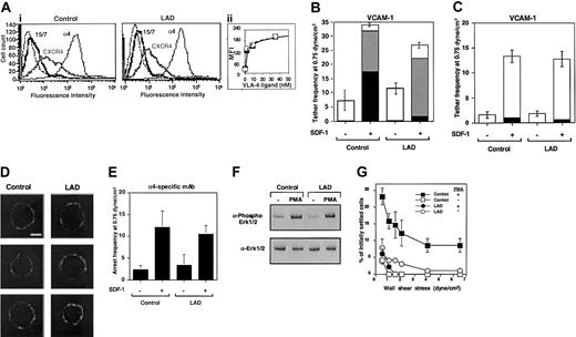 Figure 7. Chemokine-triggered adhesion strengthening of VLA-4 tethers is impaired in LAD lymphoblasts due to defective VLA-4 rearrangement despite conserved integrin clustering and affinity to soluble ligand. (Ai) FACS staining of α4 integrins on control and LAD-derived EBV-transformed B lymphoblasts with the α4 subunit–specific mAb HP1/2. Staining of the SDF-1 receptor CXCR4 was performed with the mAb 6H8. (ii) Induction of 15/7 LIBS epitope by soluble monovalent VLA-4 ligand (Bio1211). Dose-dependent induction of the epitope by increasing concentrations of the specific ligand is depicted for LAD cells (○) and control cells (▪). The 15/7 epitope staining, as detected with PE-antimouse IgG and analyzed by FACScan, is expressed in mean fluorescence intensity units (MFI). (B) Chemokine-triggered adhesion strengthening of VLA-4/VCAM-1 tethers at subsecond contacts is impaired in LAD EBV lymphoblasts. Immediate SDF-1–augmented VLA-4–mediated capture and arrest of control and patient cells on VCAM-1 under shear flow. The frequency of different types of cell tethers to purified sVCAM-1 (2 μg/mL) coimmobilized with functional (+) or heat-inactivated (-) SDF-1 (1 μg/mL) was determined as in Figure 4. Complete blocking of chemokine-triggered or spontaneous blast adhesion to VCAM-1 with α4 and β1 integrin mAbs but not with the α4β7-specific mAb suggested an exclusive role for VLA-4 in SDF-1–triggered lymphoblast tethering to VCAM-1 (not shown). □ indicates transient tethers; ▦, rolling; ▪, arrest. (C) Chemokine triggering of transient VLA-4–mediated tethers to low-density ligand is not defective in LAD blasts. The frequency of different types of cell tethers to purified sVCAM-1 (0.5 μg/mL) coimmobilized with functional (+) or heat-inactivated (-) SDF-1 (2 μg/mL) was determined as in Figure 4. □ indicates transient tethers; ▦, rolling; ▪, arrest. (D) VLA-4 is uniformly distributed both on normal and LAD lymphoblasts prior to contact with chemokine and ligand. Fluorescence microscopy of α4 integrins on normal and LAD EBV lymphoblasts. Fixed cells were incubated with HP1/2, stained with Alexa-488–conjugated secondary Ab, and analyzed by confocal microscopy as described in “Materials and methods.” White scale bar, 5 μm. In each experimental group, 3 representative cells are shown. (E) Capture of lymphoblasts on immobilized α4-specific mAb HP1/2 (0.2 μg/mL) triggered by coimmobilized SDF-1 (2 μg/mL; inactive, -; intact, +). All cell capture events resulted in immediate arrest in this experimental setting. No tethers were observed on SDF-1 alone or on control mAb anti-VCAM-1 (not shown). (F) Normal PMA stimulation (100 ng/mL, 2 minutes) of ERK1/2 phosphorylation in control and LAD EBV lymphoblasts. Immunoblotting with antiphosphospecific ERK1/2 (top panel) and anti-ERK (bottom panel) is depicted. Cell lysates were separated on reducing 10% SDS-PAGE. (G) Impaired PMA-triggered VLA-4–mediated adhesion of LAD-derived EBV-transformed B lymphoblasts to VCAM-1 at 1-minute stationary contacts. Resistance to detachment by incremented shear forces developed by cells, untreated or stimulated by PMA (100 ng/mL, 2 minutes), settled for 1 minute at stasis on sVCAM-1 (0.5 μg/mL). Results are given as mean ± range of determinations in 2 fields of view. PMA failed to stimulate VLA-4 avidity at subsecond contacts of both normal and LAD EBV lymphoblasts tethered to VCAM-1 under shear flow (not shown). Experiments depicted in panels B-C,E,G are each representative of 3 to 4 independent tests.
